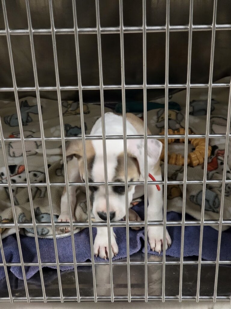 CHA Animal Shelter in Columbus, OH