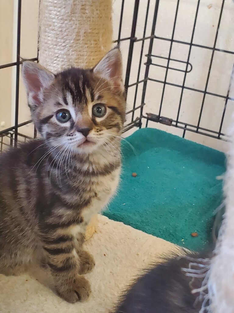 Charles City Animal Shelter in Providence Forge, VA