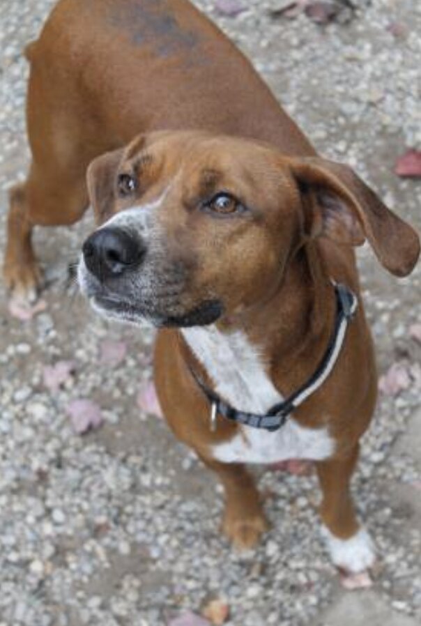 Charlevoix Area Humane Society animal shelter in Boyne City, MI