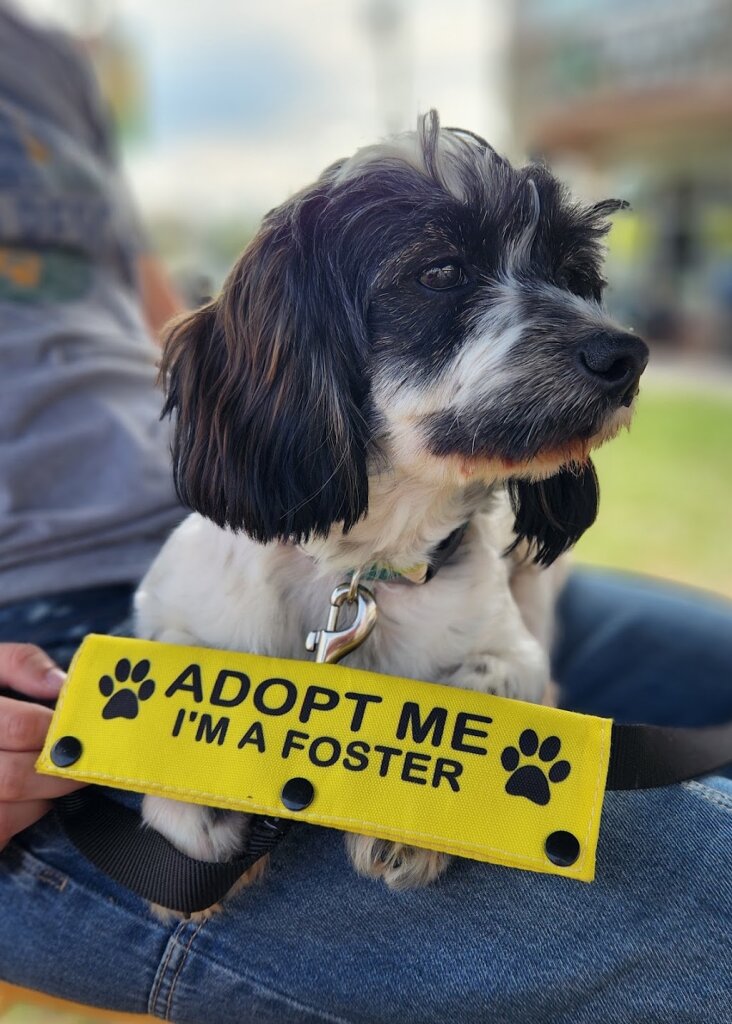 CHARM Rescue in Columbia, MD