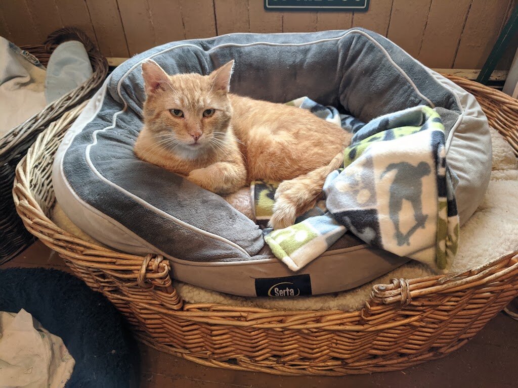 Chenango SPCA animal shelter in Norwich, NY