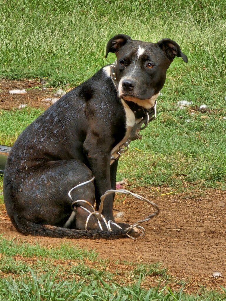 Cherokee County Animal Shelter in Gaffney, SC