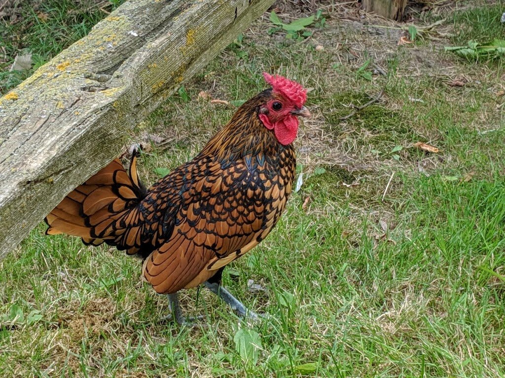 Chocowinity Chicken Sanctuary animal shelter in Chocowinity, NC
