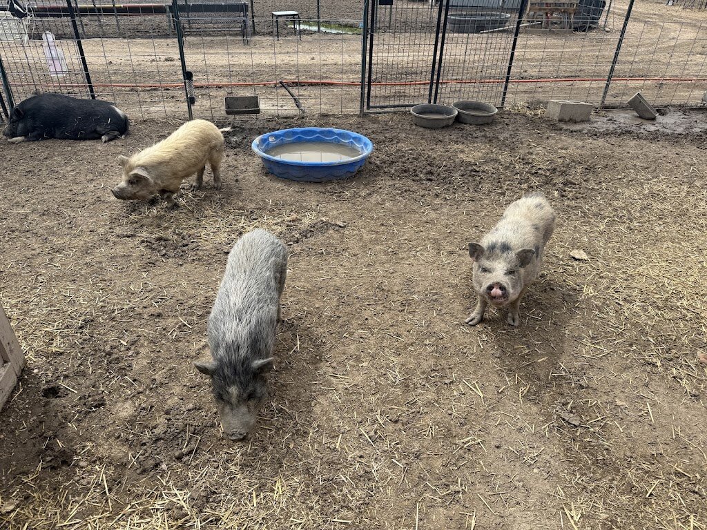 Chris P's Rescue and Rehabilitation in Pierce, CO