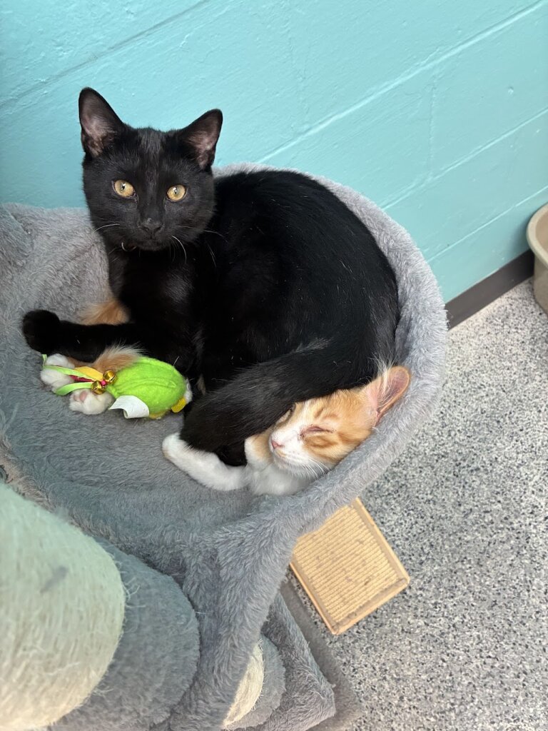 Circle Area Humane Society animal shelter in Circleville, OH