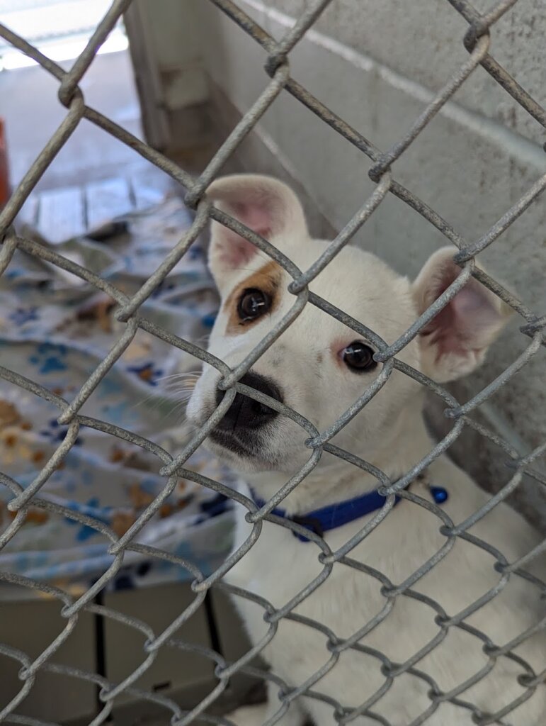 City of Albuquerque West Animal Welfare Department animal shelter in Albuquerque, NM