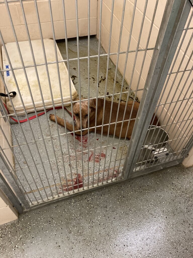 City of Austin Animal Shelter in Austin, MN