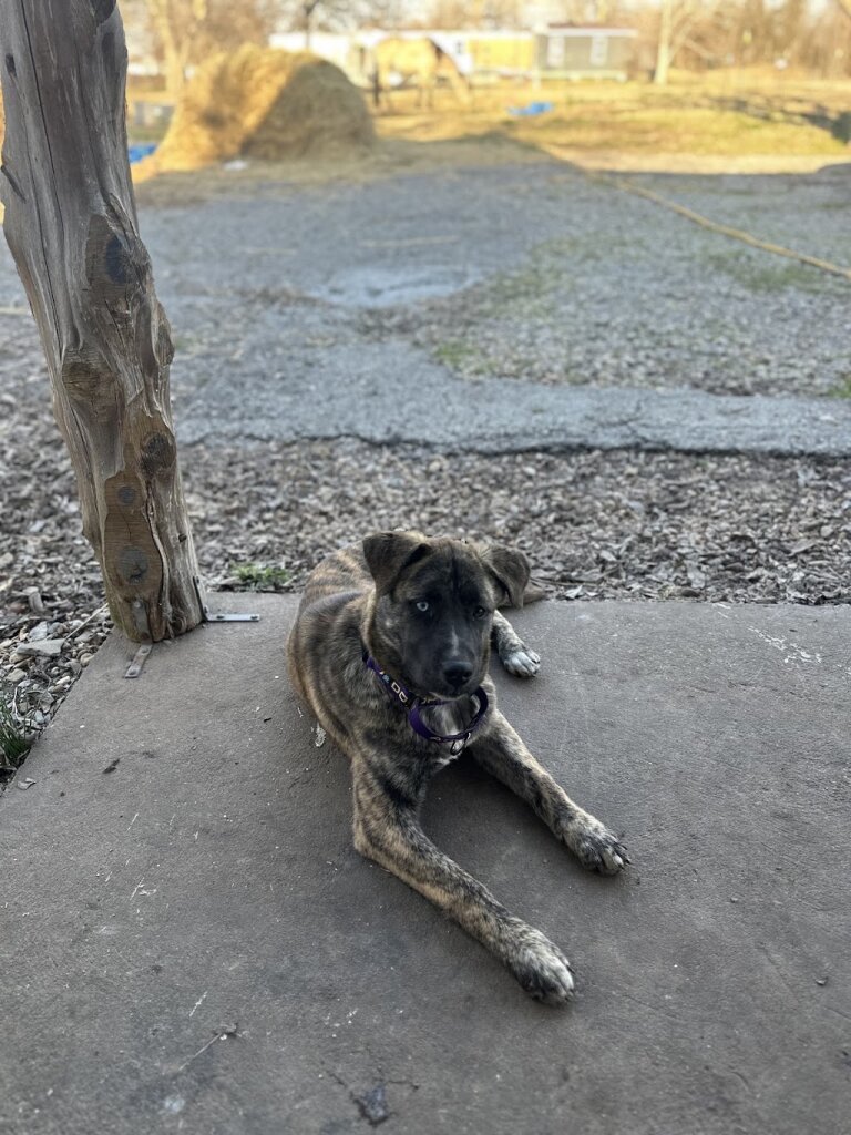 City Of Commerce Animal Shelter in Commerce, TX