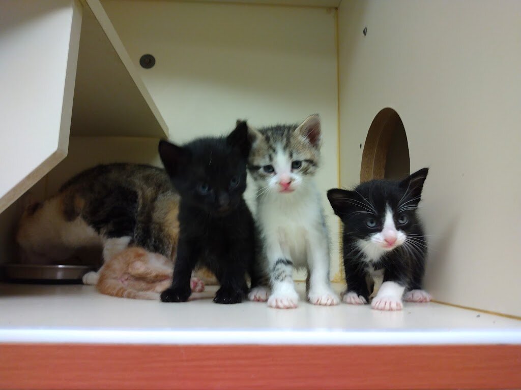City of Levelland Animal Shelter in Levelland, TX