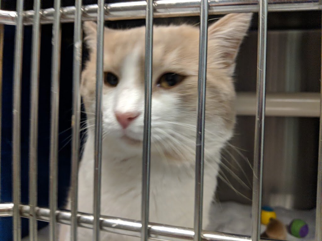 City of Santa Monica Animal Shelter in Los Angeles, CA
