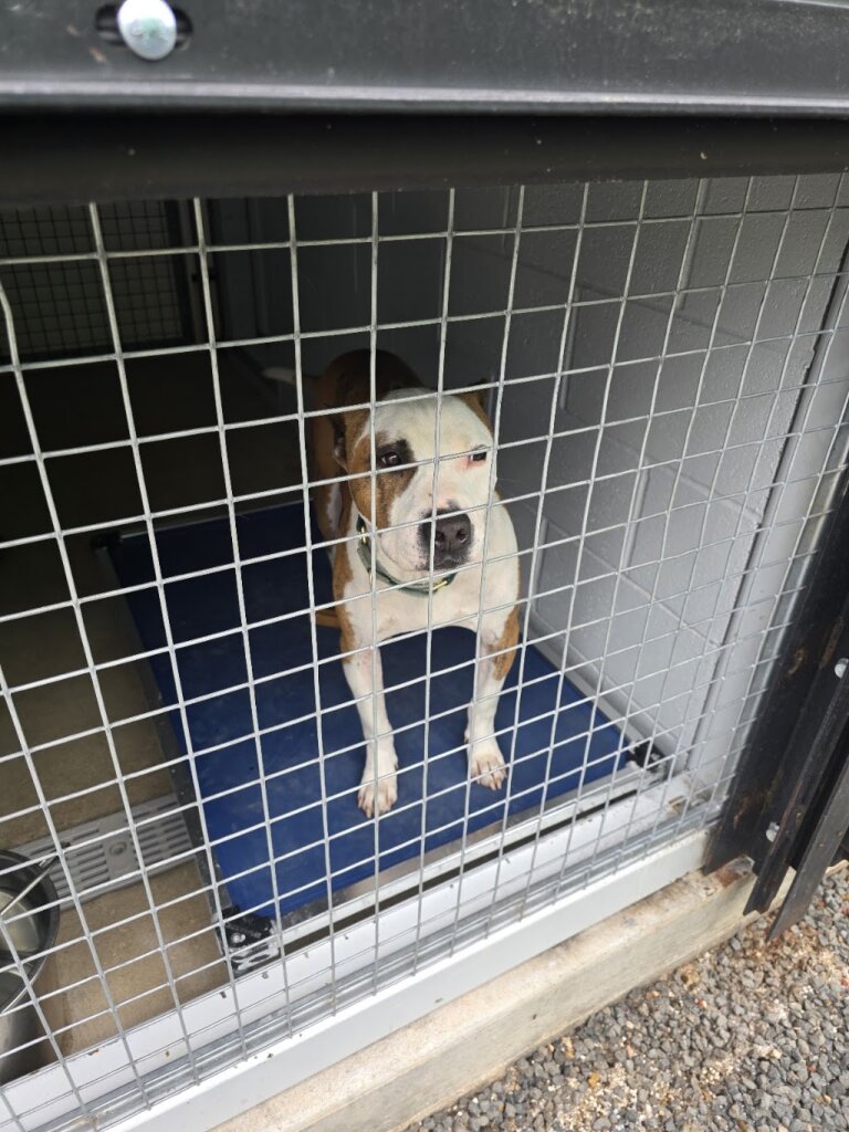 City of Taylor, Texas Animal Shelter in Taylor, TX