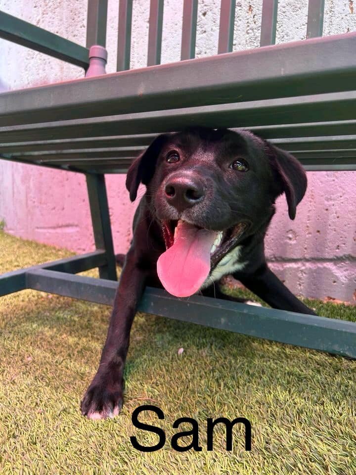 City of The Village Animal Welfare animal shelter in Oklahoma City, OK