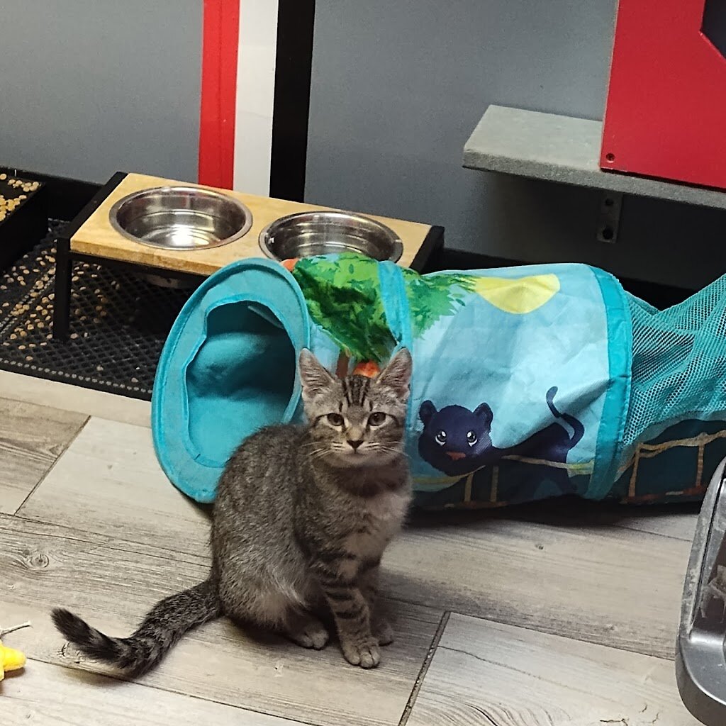 Clark County SPCA animal shelter in Springfield, OH