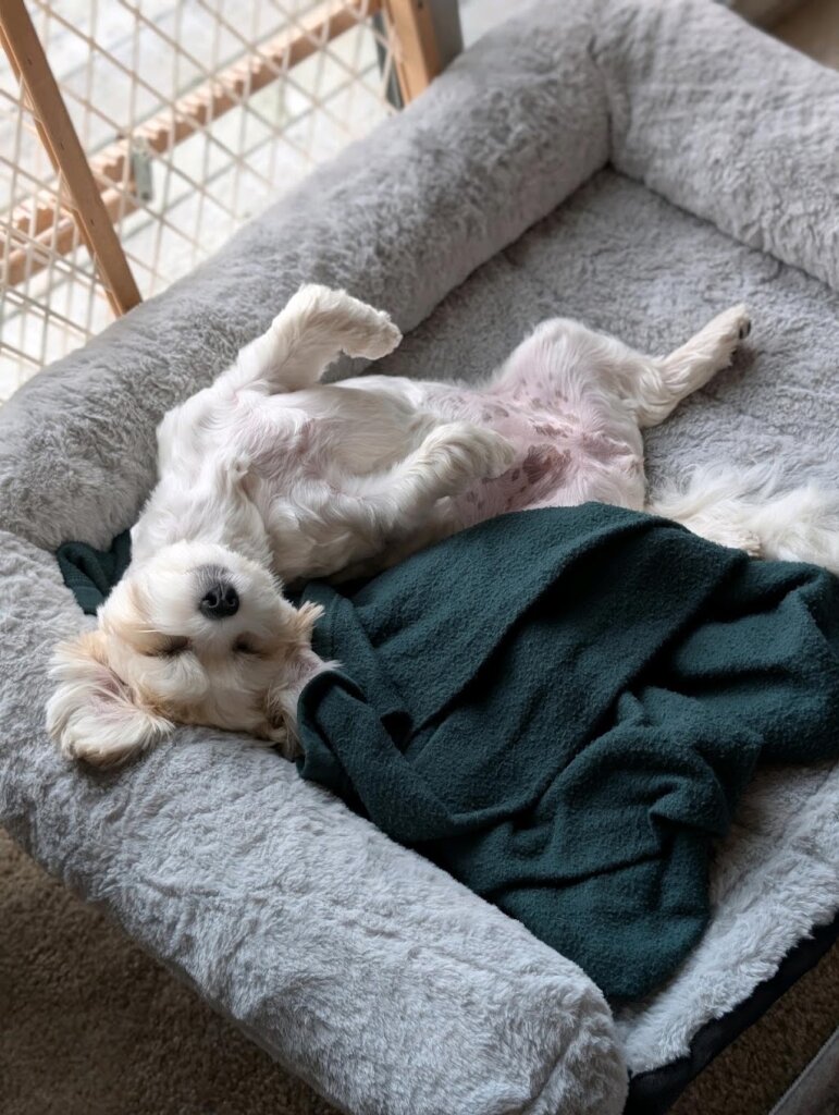 Claws and Paws Rescue animal shelter in West Branch, MI