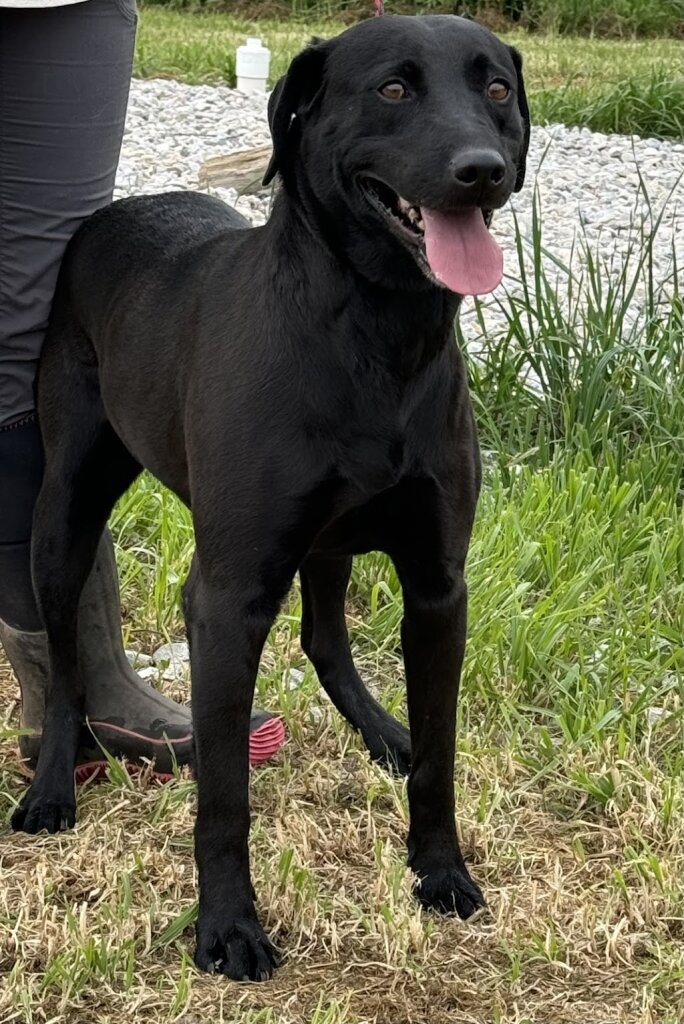 Clay County Animal Shelter in Henrietta, TX