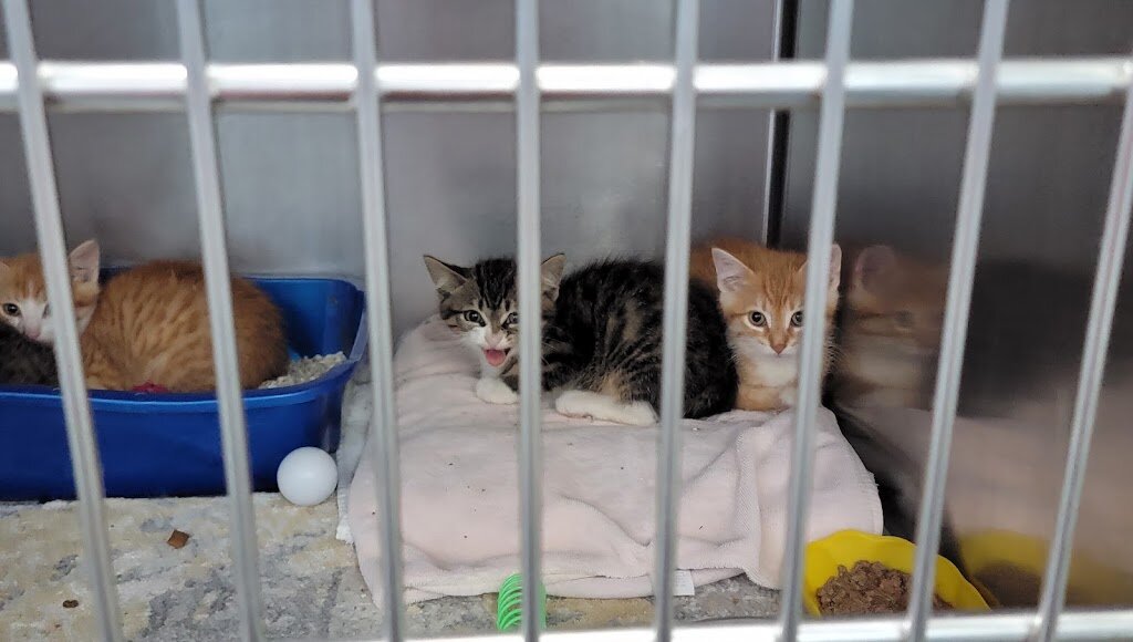 Clifton Friends of the Shelter in Clifton, NJ