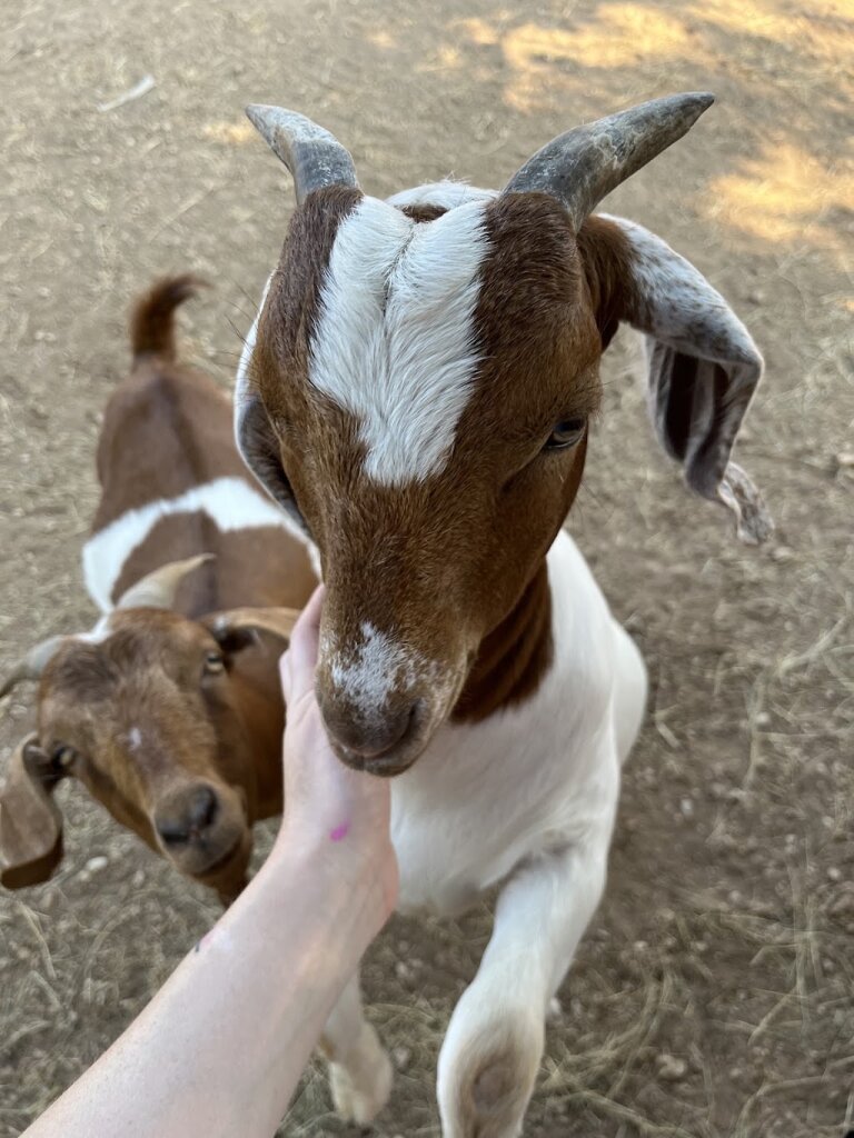 Cloven Heart Farm Sanctuary animal shelter in China Spring, TX