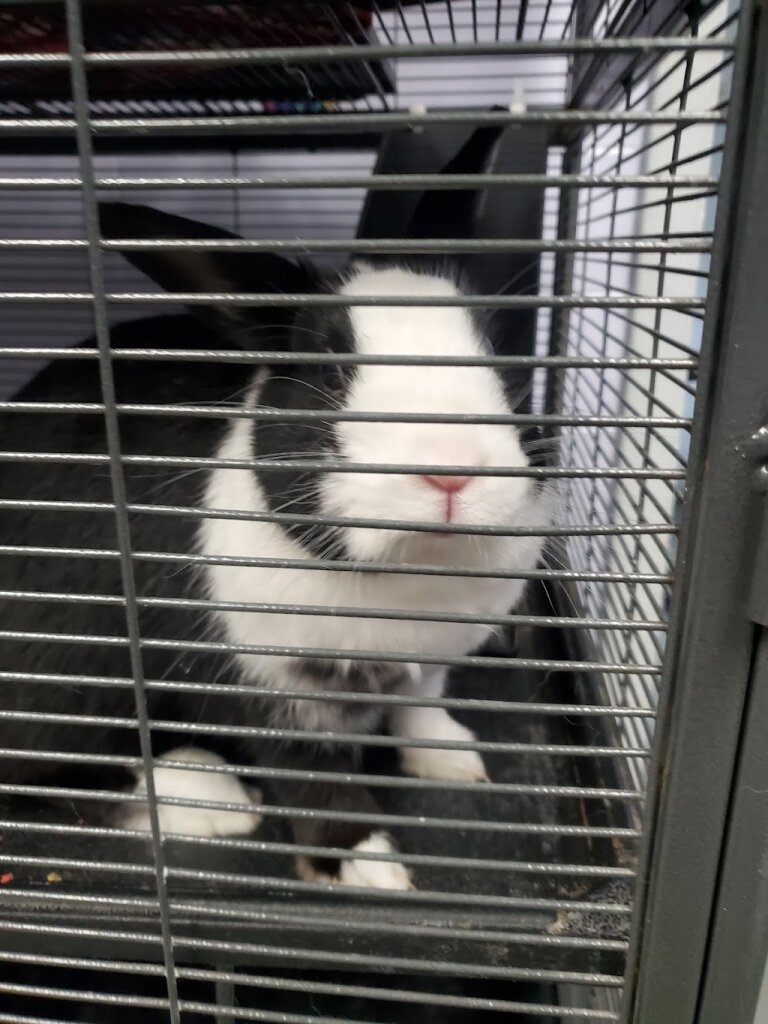 Cny SPCA animal shelter in Syracuse, NY