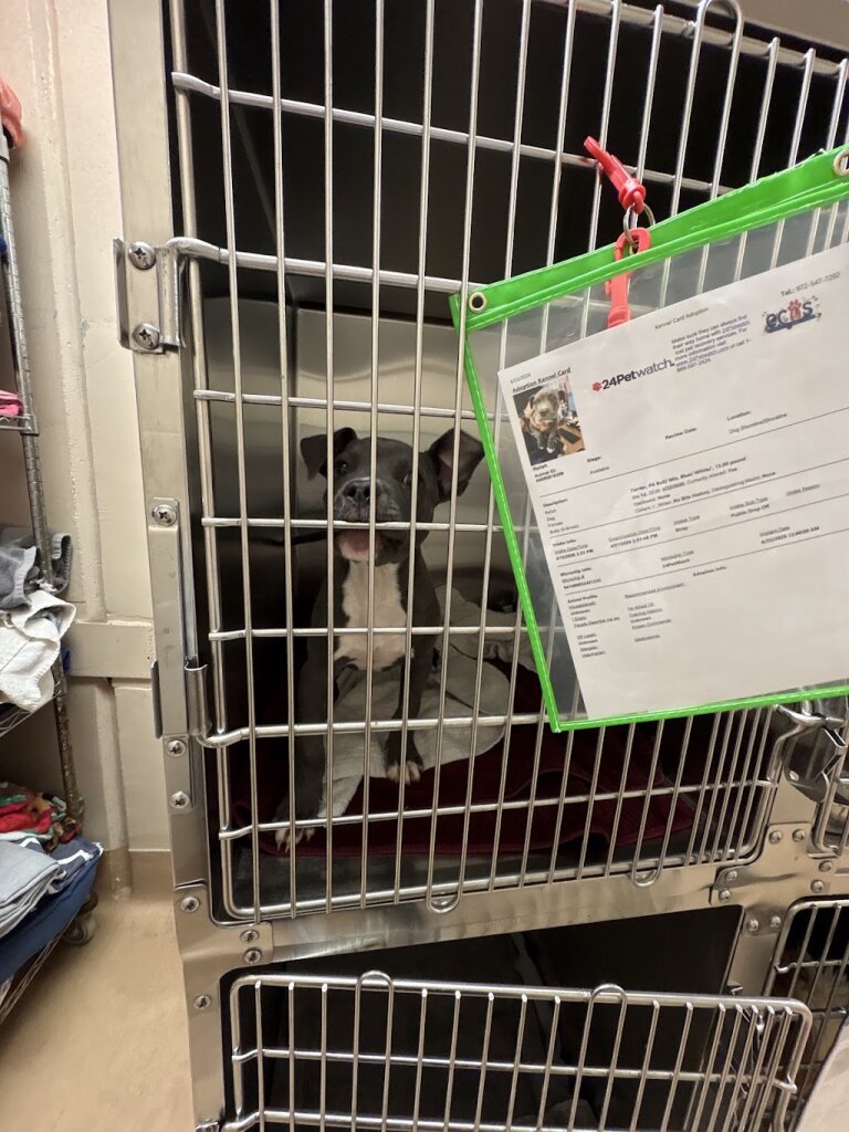 Collin County Animal Shelter in McKinney, TX