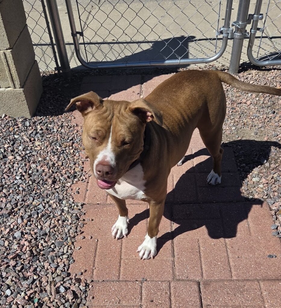 Colorado Bullies & More Rescue in Rye, CO
