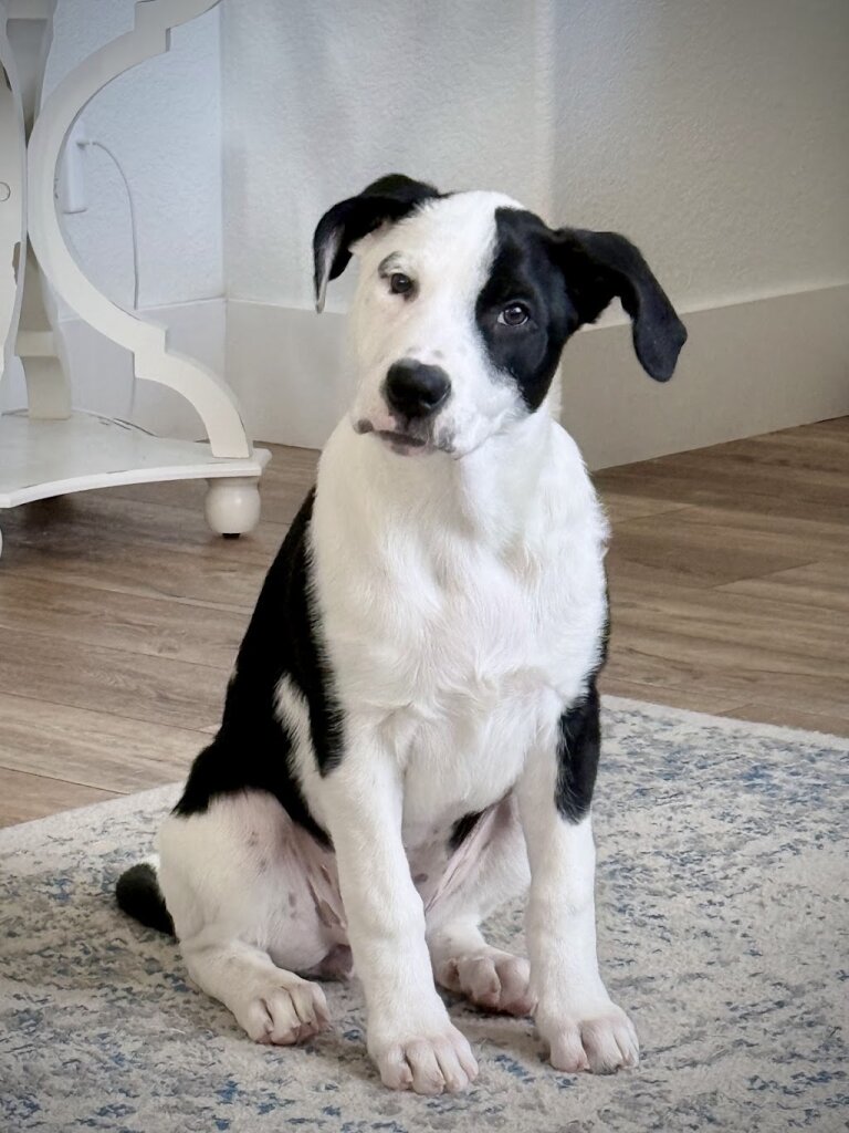 Colorado Puppy Rescue in Parker, CO
