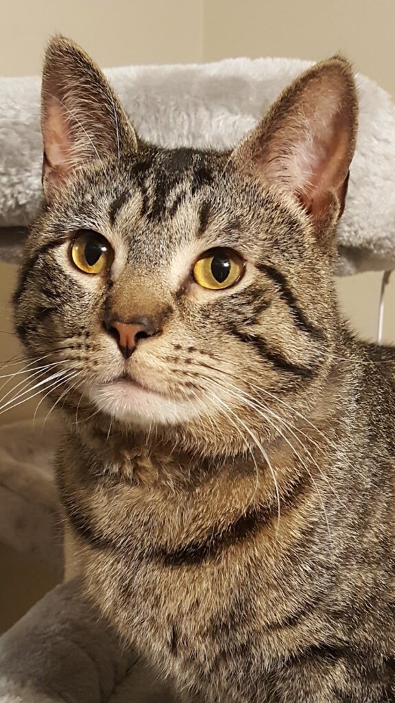 Columbia-Greene Humane Society in Hudson, NY