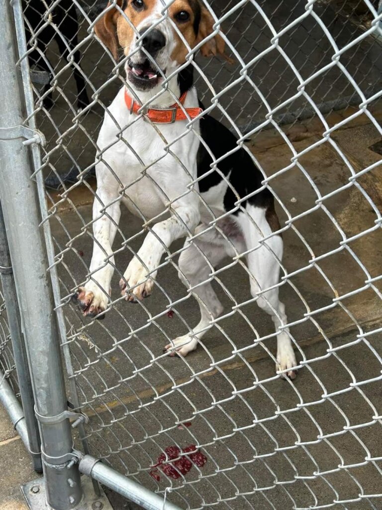 Companion Animal Rescue & Education- CARE animal shelter in Jefferson City, TN