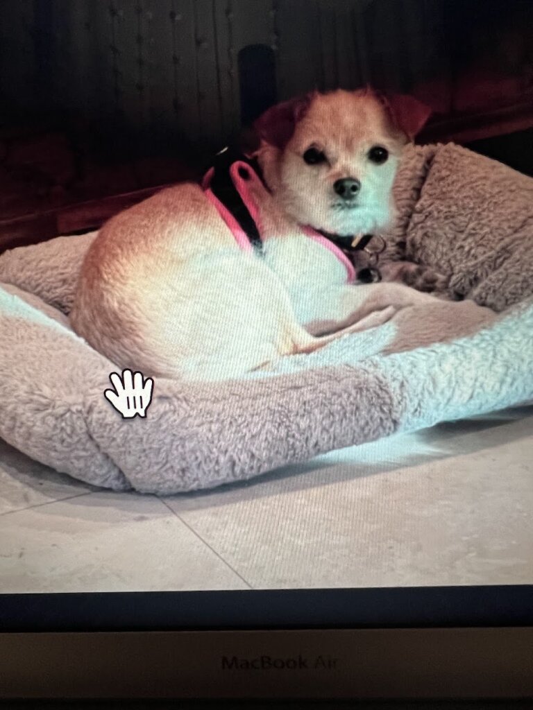 Compassionate Animal Rescue for Medical Aid in Mission Viejo, CA