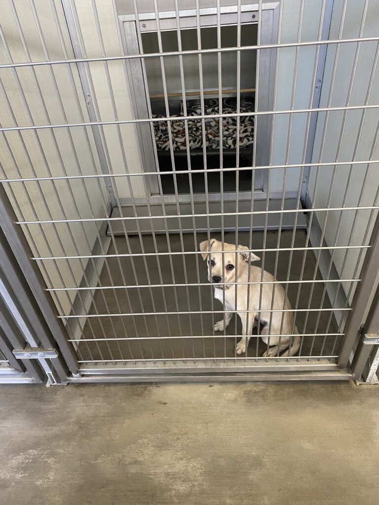 Corona Animal Shelter in Corona, CA