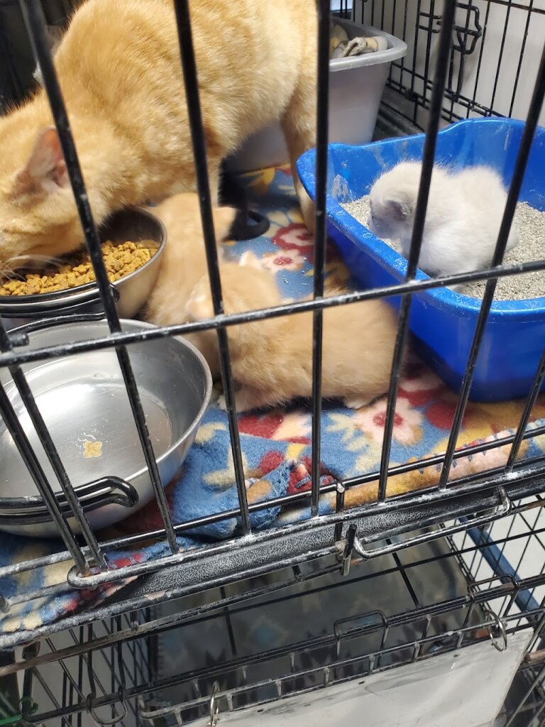 Corsicana Animal Shelter in Corsicana, TX