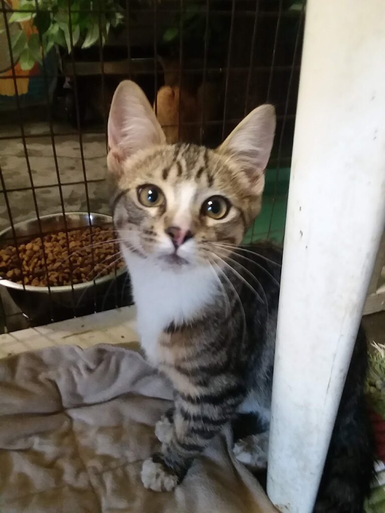 Coshocton County Animal Shelter & HATA in Coshocton, OH