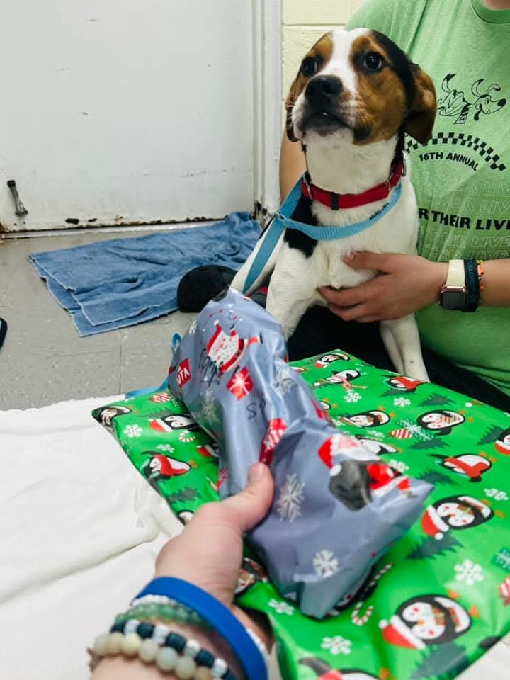 Cougar Pets Rescue animal shelter in Sanford, NC