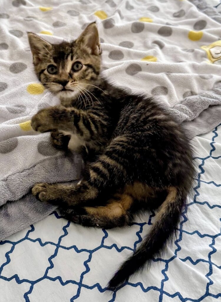 Country K-9 Rescue Adoptable Pets animal shelter in Lebanon, TN