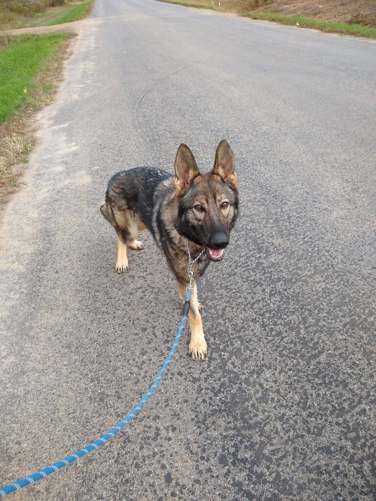 crossroads K9 rescue animal shelter in Mosinee, WI