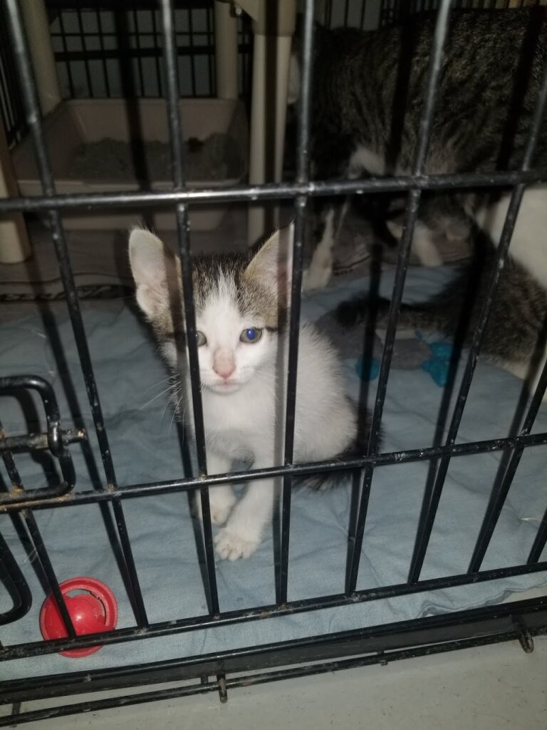 Cuba Animal Shelter in Cuba, MO