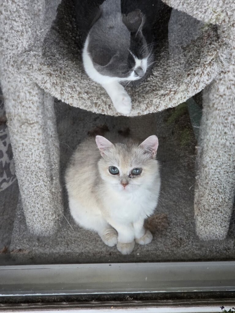 Cuddles Rescue & Cat Lounge animal shelter in Mohnton, PA