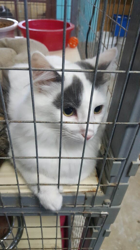 Cumberland County Animal Shelter in Crossville, TN