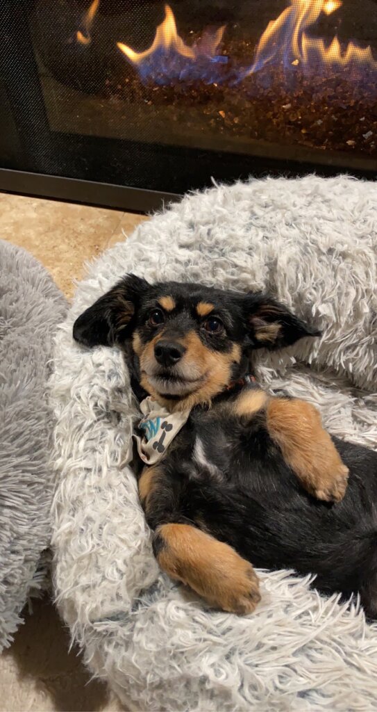 Dachshund Haus Rescue animal shelter in Sterling Heights, MI