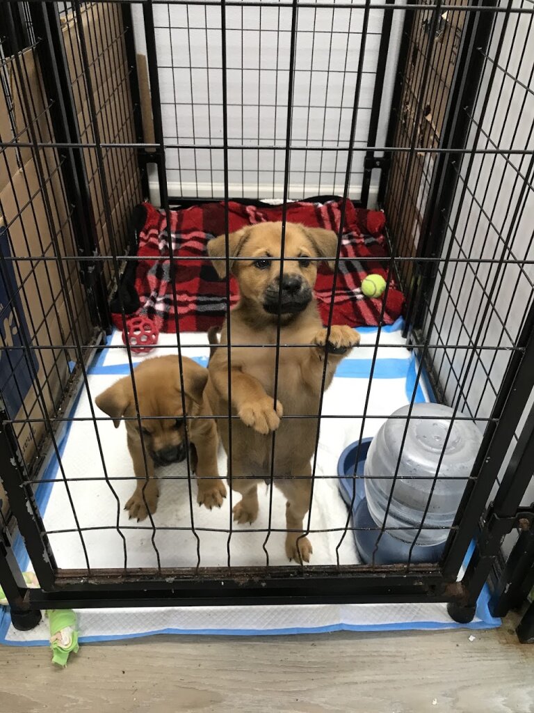 Danny And Ron's Rescue animal shelter in Rembert, SC