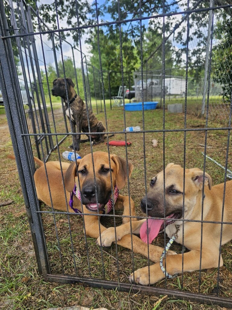 Darlington County Humane Society animal shelter in Hartsville, SC