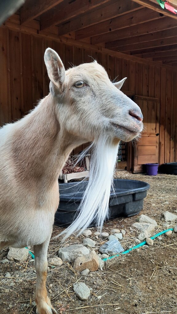 Darrowby Farm Sanctuary animal shelter in Jefferson, ME