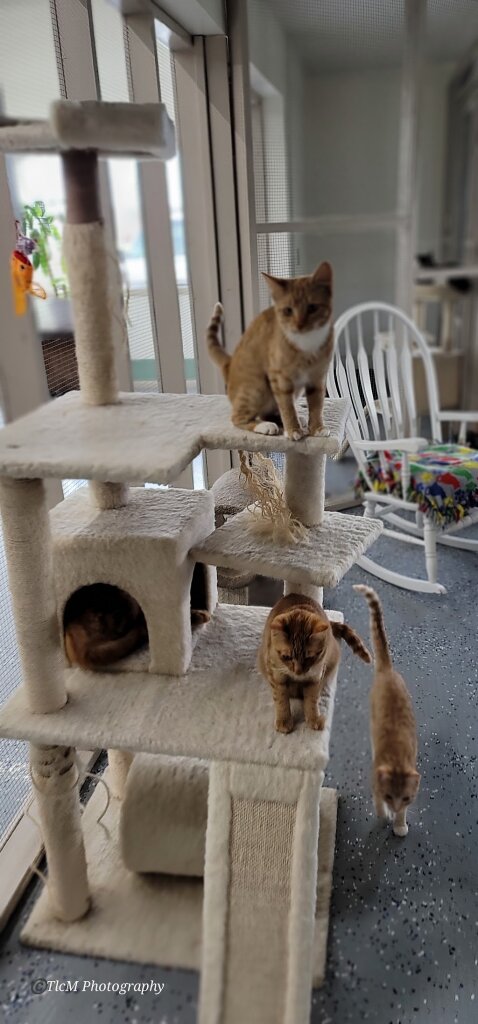 Dedman-Hokanson Animal Shelter in Fort Benton, MT