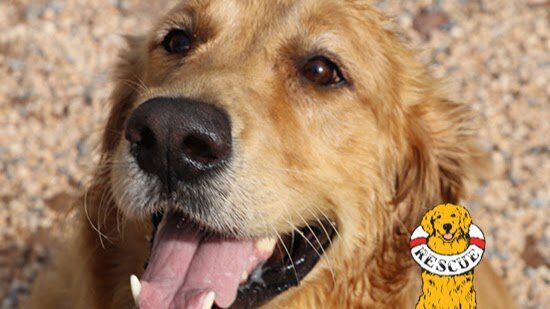 Delaware Valley Golden Retriever Rescue in Reinholds, PA
