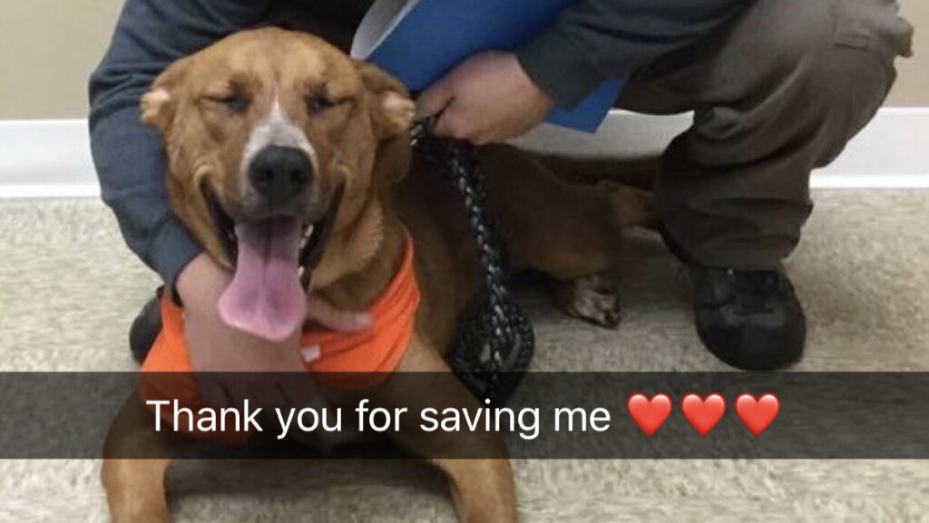 Delta Animal Shelter in Escanaba, MI