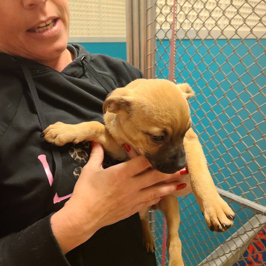 Des Moines County Humane Society animal shelter in Des Moines, IA