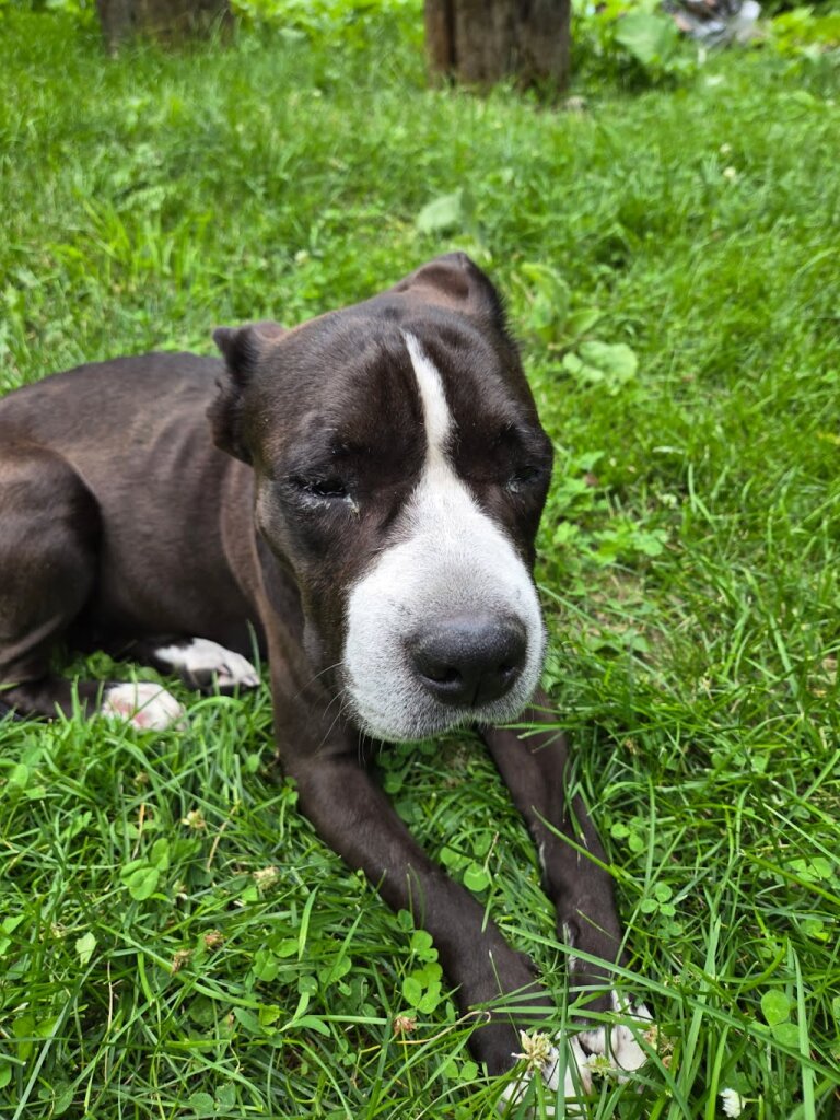 Detroit Dog Rescue animal shelter in Detroit, MI