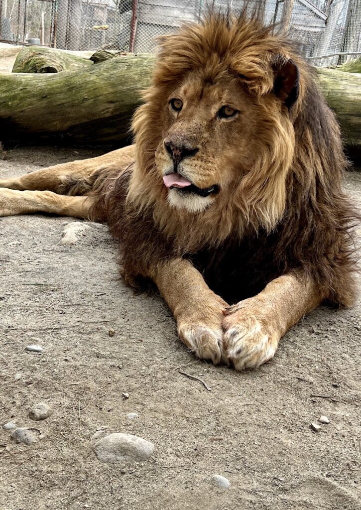 DEW Haven | Maine Zoo and Rescue in Mount Vernon, ME