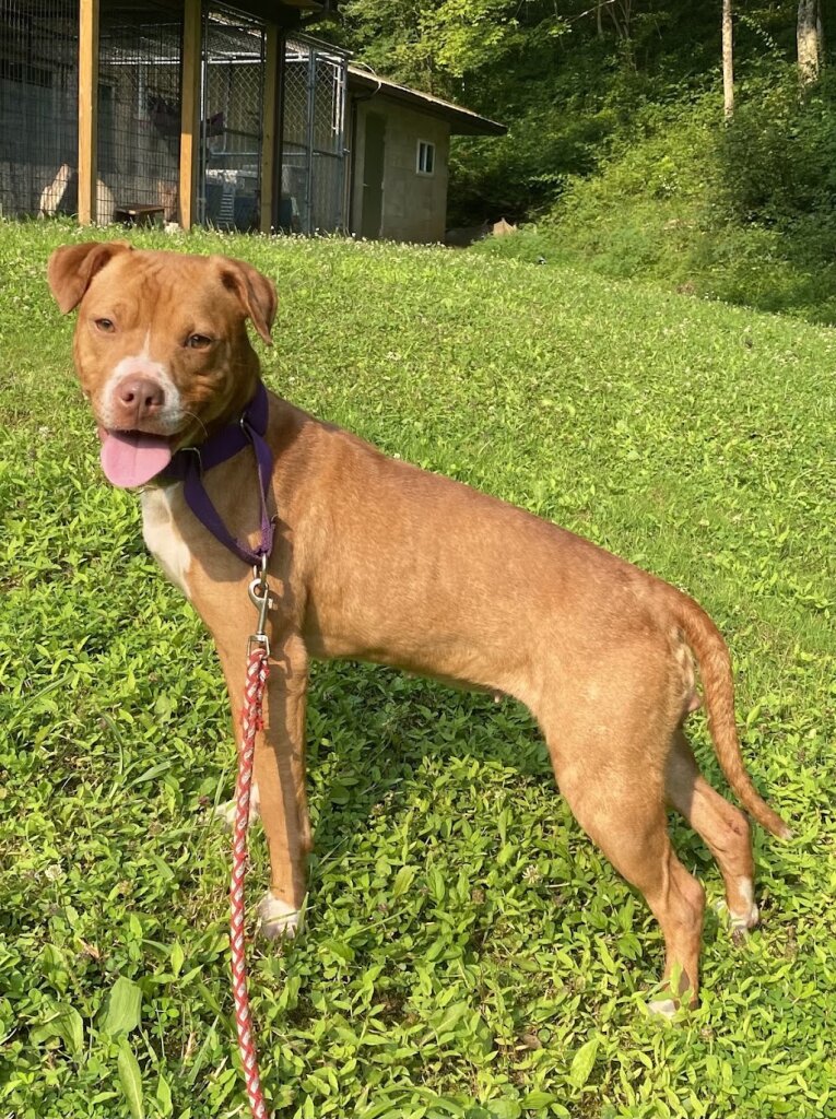 Doddridge County Humane Society in Salem, WV