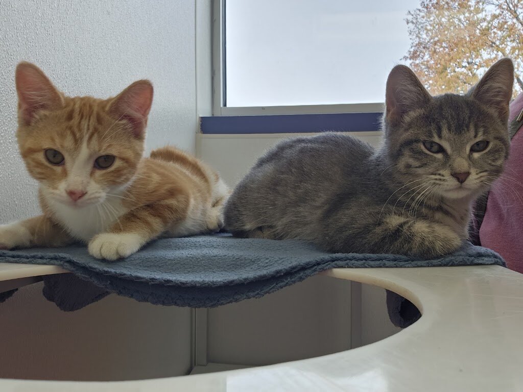 Dodge County Humane Society in Juneau, WI