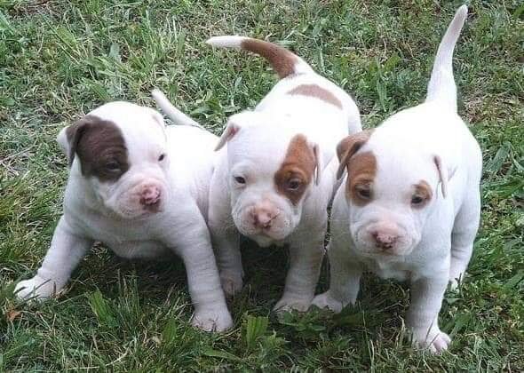 dog's place rescue in Ardmore, PA